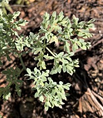 Lomatium roneorum