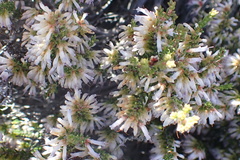 Erica inaequalis