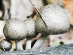 Coprinopsis melanthina