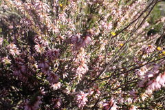 Erica inaequalis