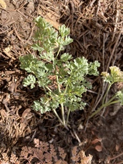 Lomatium roneorum