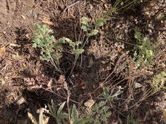 Lomatium roneorum