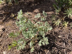 Lomatium roneorum