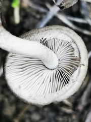 Coprinopsis melanthina