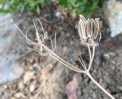 Lomatium roneorum