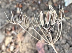 Lomatium roneorum