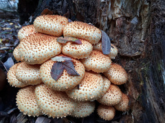 Pholiota squarrosa