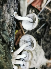 Coprinopsis melanthina