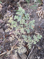 Lomatium roneorum