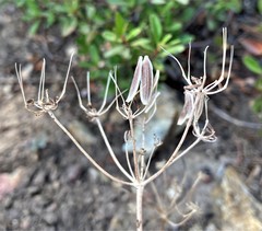 Lomatium roneorum