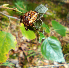 Araneus diadematus