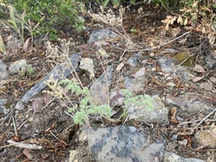 Lomatium roneorum