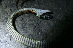 Rhabdophis tigrinus