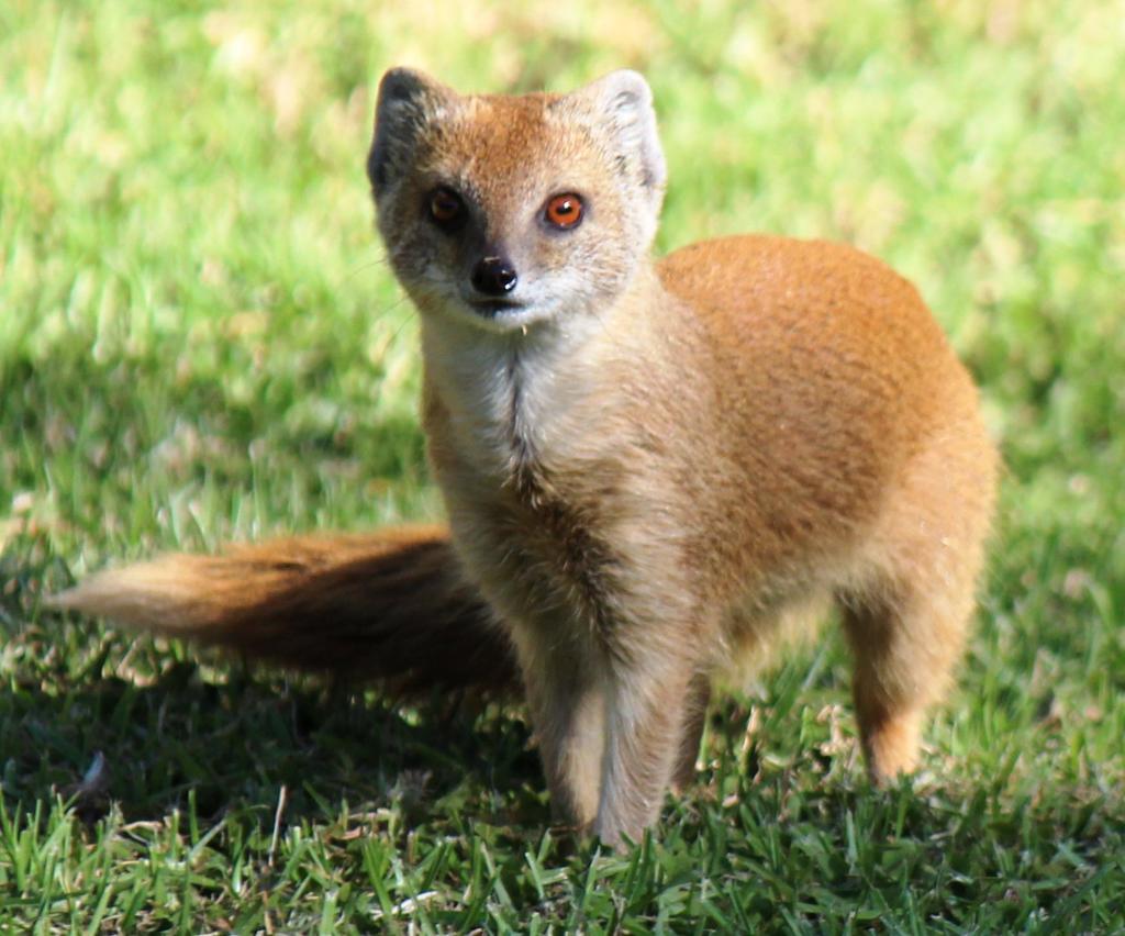 Желтый Мангуст (Mammals of Angola) · iNaturalist