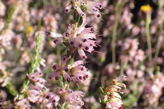 Erica inaequalis