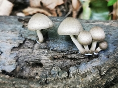 Coprinopsis melanthina