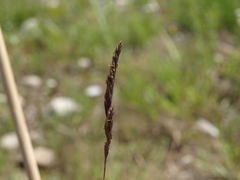 Festuca rupicola