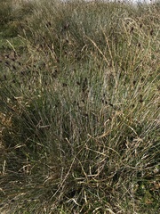 Schoenus nigricans