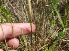Festuca rupicola
