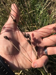 Schoenus nigricans