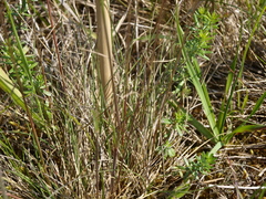 Festuca rupicola
