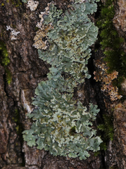 Heterodermia obscurata