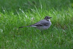 Motacilla alba