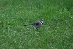 Motacilla alba