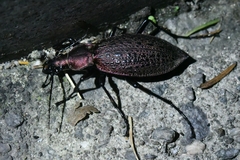 Carabus smaragdinus