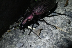 Carabus smaragdinus