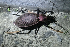 Carabus smaragdinus