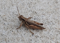 Melanoplus cinereus