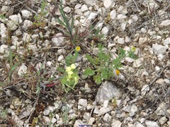 Biscutella auriculata