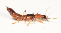 Oedichirus
