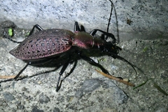 Carabus smaragdinus