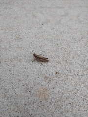 Melanoplus cinereus