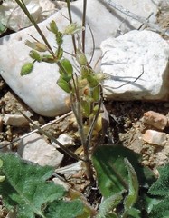 Cerastium brachypetalum