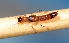 Oedichirus