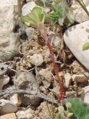 Euphorbia helioscopia