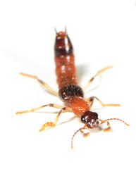Oedichirus