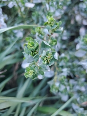 Polygonum achoreum
