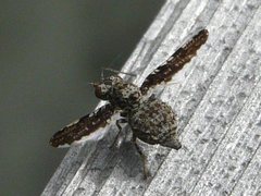 Callopistromyia strigula