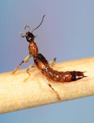 Oedichirus
