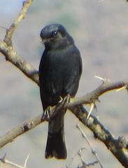 Melaenornis pammelaina ater