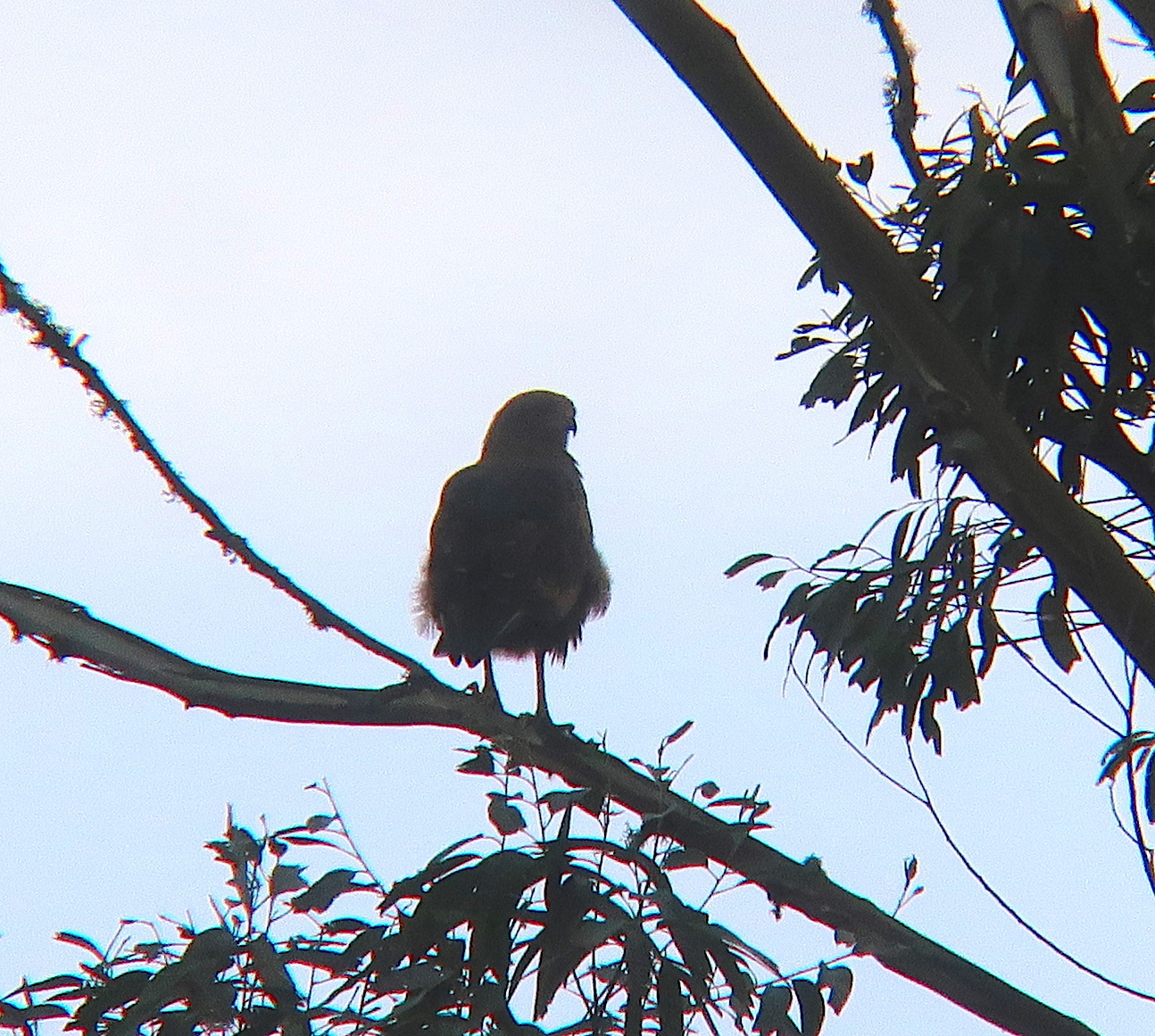 Buteogallus image