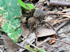 Ancylometes bogotensis