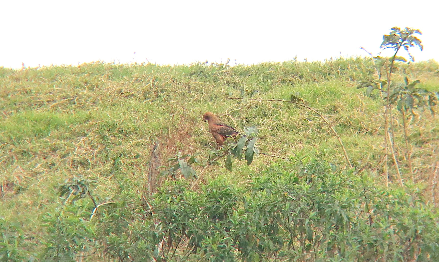 Buteogallus meridionalis image
