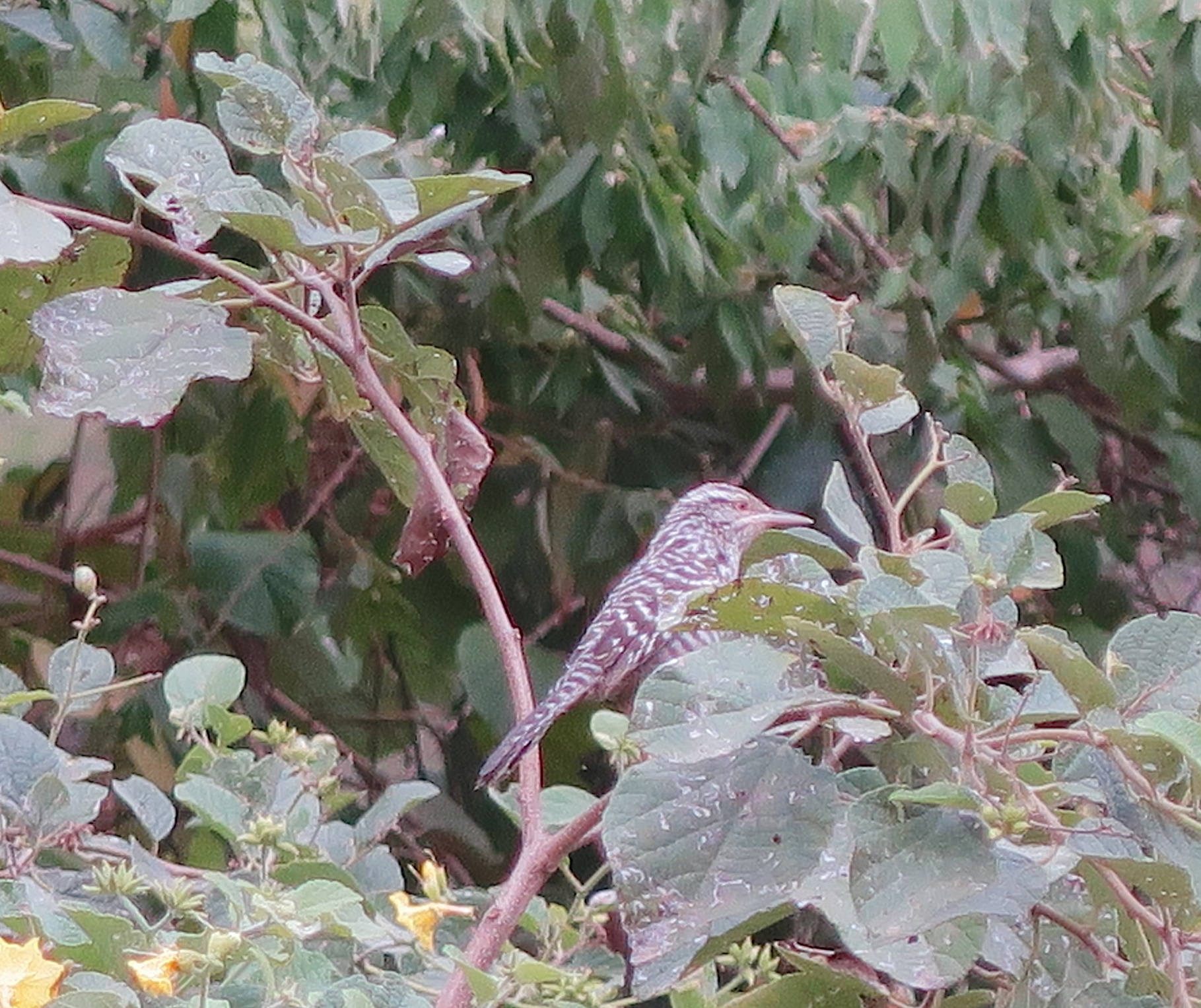 Campylorhynchus fasciatus image