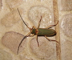 Chlorida cincta