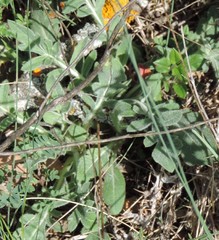 Leuzea conifera